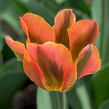 Тюльпан зеленоцветный Артист, 11/12, 1 шт.