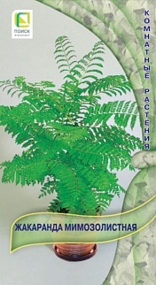Жакаранда мимозолистная 5шт. Комнатные растения