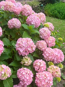 Гортензия крупнолистовая Со Лонг Рози/ЦКорЛюкс