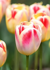 Тюльпан триумф Букингем, 12/+, 1 шт.