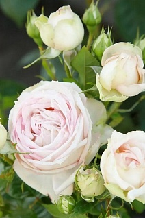 Роза чайно-гибридная Мадам Энизетт/ЦКор