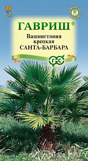 Вашингтония робуста Санта-Барбара, 3 шт.