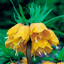 Фритиллярия Стрипед Бьюти, 20/24, 1 шт.