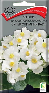 Бегония вечноцветущая зеленолистная Супер Олимпия Вайт, 15 шт.