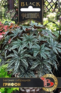 Бегония гибридная Грифон, 3 шт. серия  Black Platinum, драже Биотехника