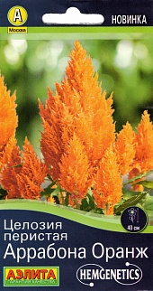 Целозия перистая Аррабона оранж, 7 шт.