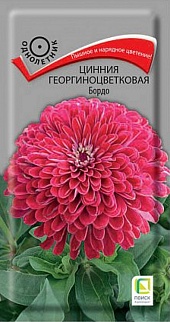 Цинния георгиноцветковая Бордо, 0,4 г