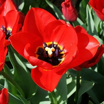 Тюльпан дарвинов гибрид Апельдоорн, 11/12, 1 шт.