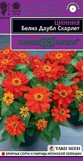 Цинния Белиз Даубл скарлет, 5 шт. Эксклюзив