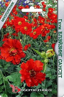 Геум махровый Блэйзинг Сансет, 10 шт. Биотехника