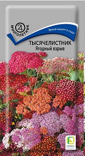 Тысячелистник Ягодный взрыв, 10 шт.