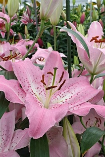 Лилия восточная Жозефина, 16/18, для выгонки, 1 шт.