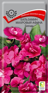 Бальзамин махровый Афина Паллада, 5 шт.