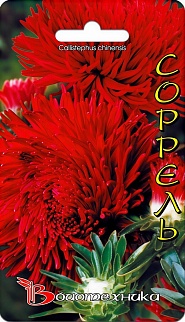 Астра Дракон Соррель, 70 шт. Биотехника