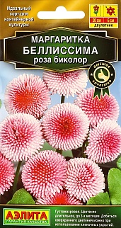 Маргаритка Беллиссима, роза биколор, 7 шт.