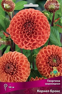 Георгина шаровидная Корнел Бронс, 1 шт.