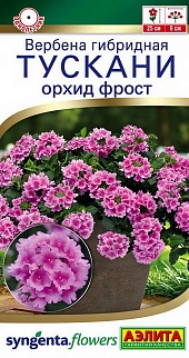 Вербена Тускани орхид фрост, 5 шт.