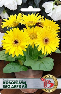 Гербера горшечная Колорблум Ело Дарк Ай, 5 шт. Биотехника