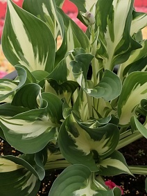 Хоста Кристмас Айленд, 1 шт.