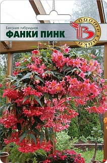 Бегония гибридная Фанки Пинк, ампельная, 5 шт. Биотехника