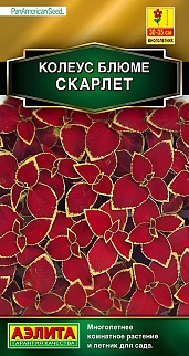 Колеус блюме Скарлет, 10 шт.