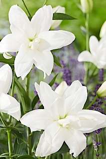 Лилия восточная махровая Лотус Пьюр, 16/18, для выгонки, 1 шт.