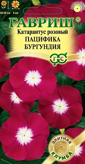 Катарантус Пацифика бургундия, 7шт. Элитная клумба.