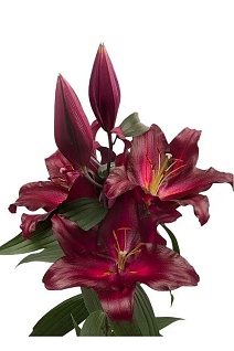 Лилия восточная Авиньер, 16/18, 1 шт.