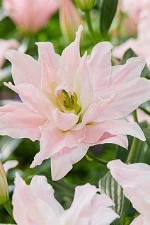 Лилия восточная махровая Амистад, для выгонки, 1 шт.