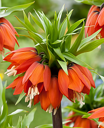 Фритиллярия Уильям Рэкс, 18/20, 1 шт.