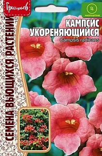 Кампсис Укореняющийся (Campsis radicans), 20 шт.