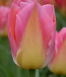 Тюльпан триумф Том Пус, 11/12, 1 шт.