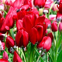 Тюльпан многоцветковый Файери Клаб, 11/12, 1 шт.