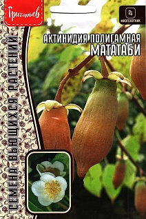 Актинидия Мататаби полигамная 20 шт.