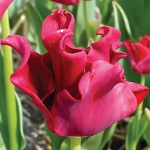 Тюльпан триумф Рэд Дресс, 11/12, 1 шт.