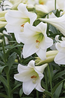 Лилия длинноцветковая Линкольн, 12/14, 1 шт.