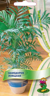 Хамедорея Изящная, 5 шт.
