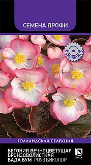 Бегония вечноцветущая бронзоволистная Бада Бум Роуз, 15 шт. Семена профи
