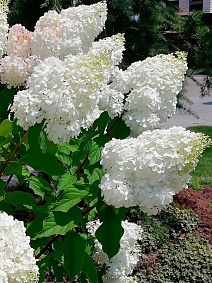 Гортензия метельчатая Шуга Раш/ЦКорЛюкс