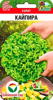 Салат Кайпира, 10 шт. Семена Голландии. Сибирский сад.