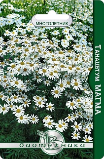 Танацетум Магма, 50 шт. Биотехника