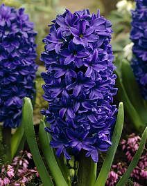 Гиацинт Питер Стуйвезант, 14/15, 1 шт.