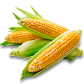 Кукуруза