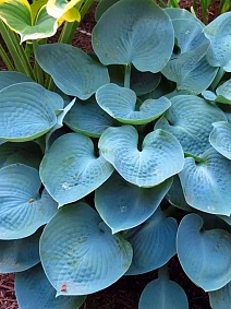 Хоста Хедспен Блю, 1 шт.