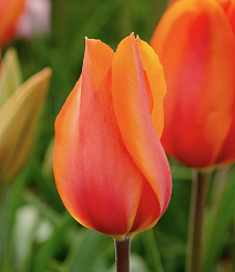 Тюльпан простой поздний Темплз Фейворит, 11/12, 1 шт.