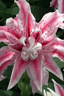 Лилия восточная махровая Мэджик Стар, для выгонки,1 шт.