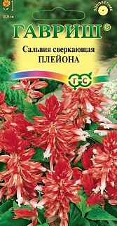 Сальвия сверкающая Плейона, 5шт.