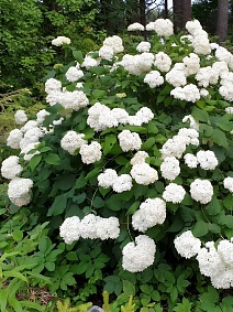 Гортензия древовидная Стерилис