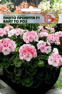 Пеларгония садовая Пинто премиум F1 Вайт то Роз, 5 шт. Биотехника