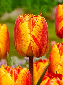 Тюльпан бахромчатый Фринджет Солтице, 11/12, 1 шт.